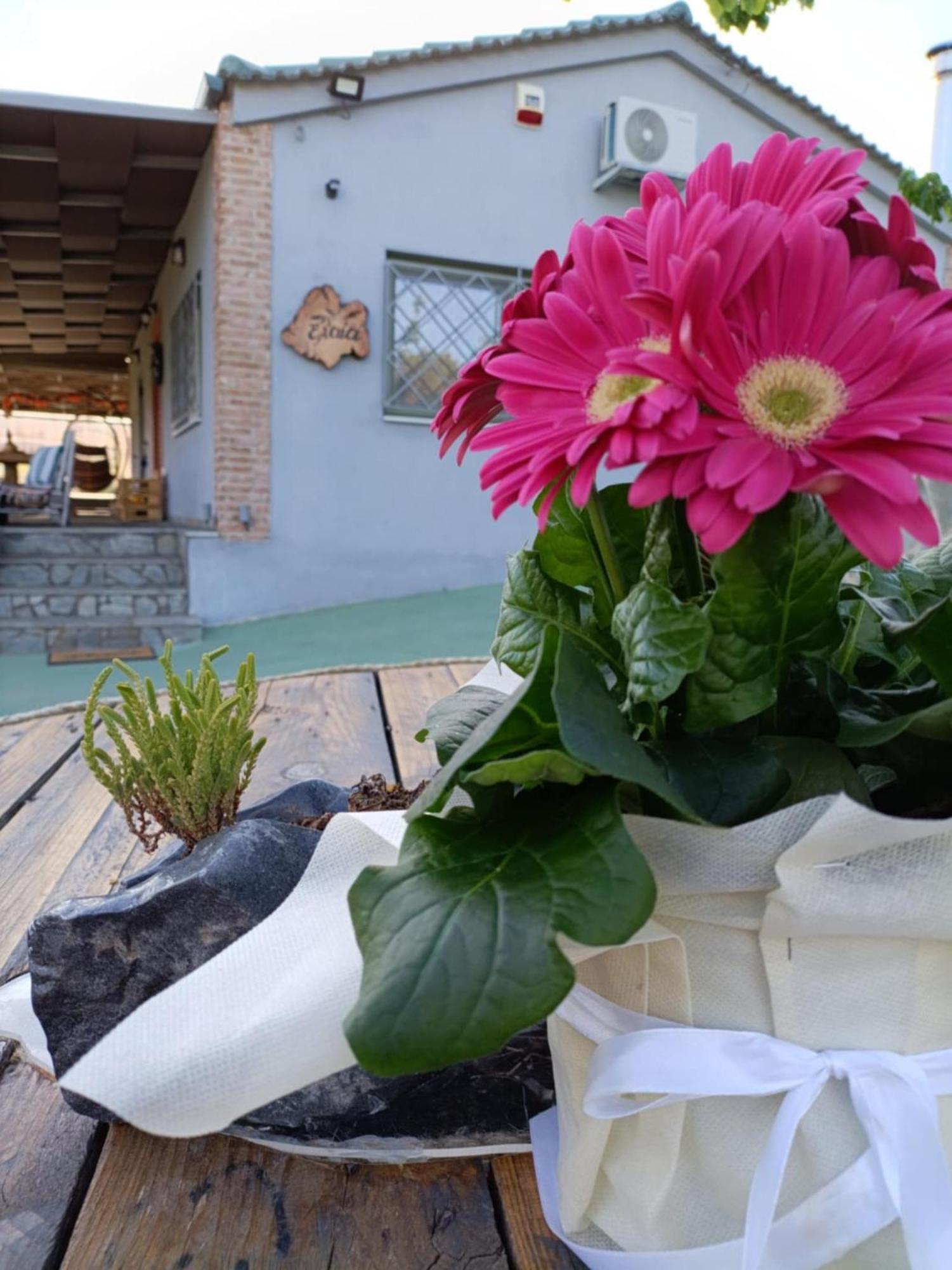 Elaia Holiday home *